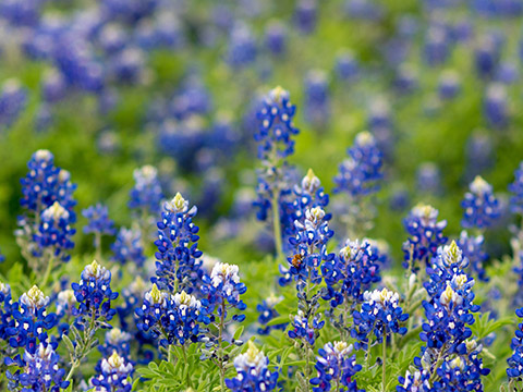 Spring Wildflowers