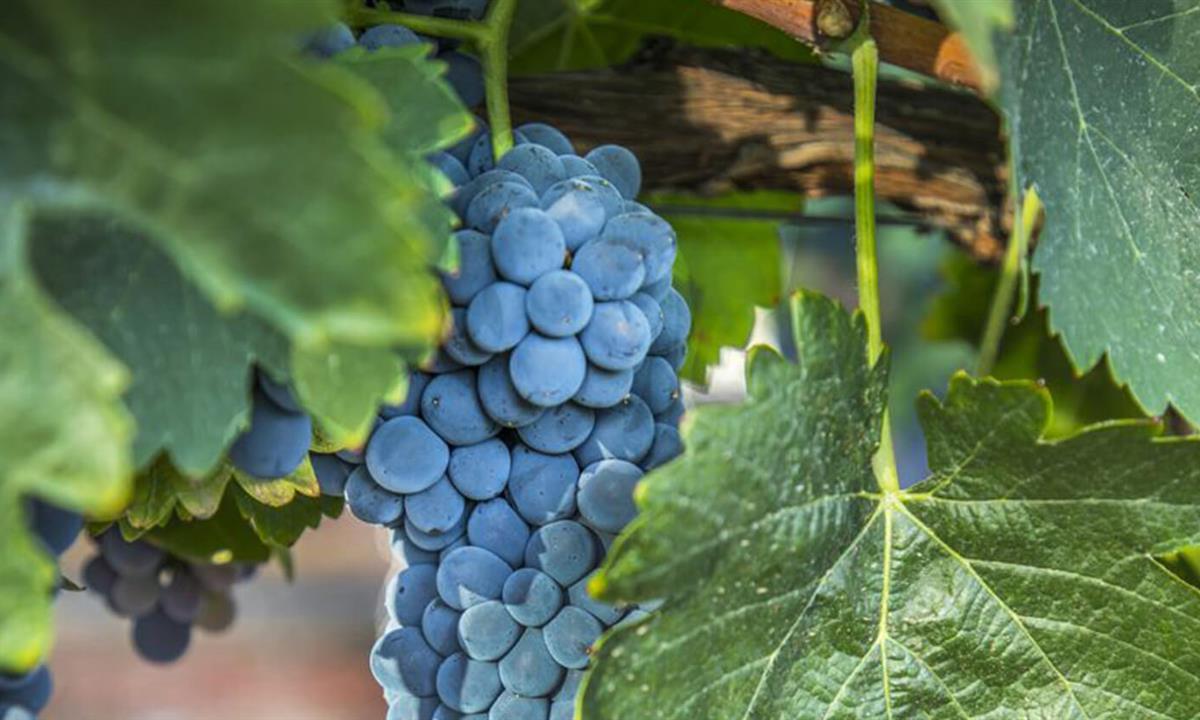 Grapes on a vine in the vineyard