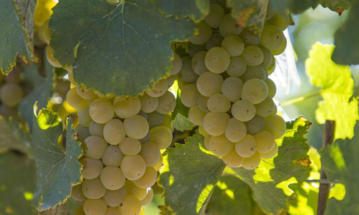 close up image of grapes on a vine