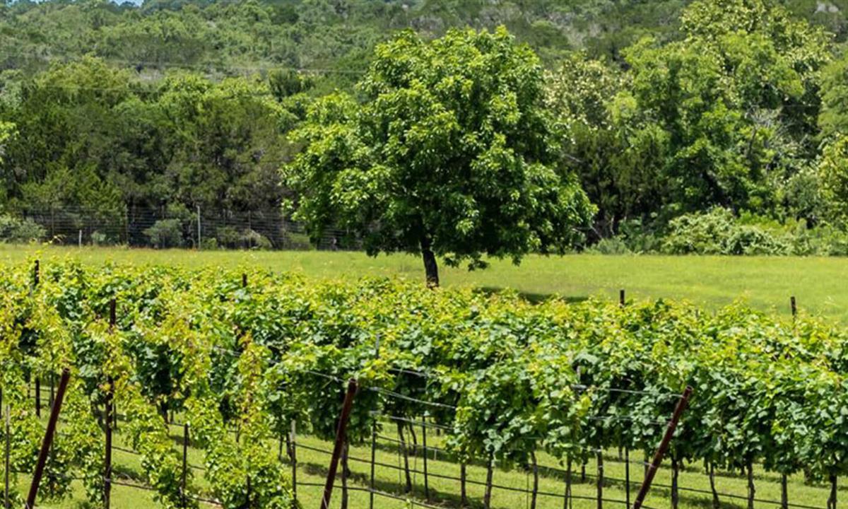 View of the vineyard