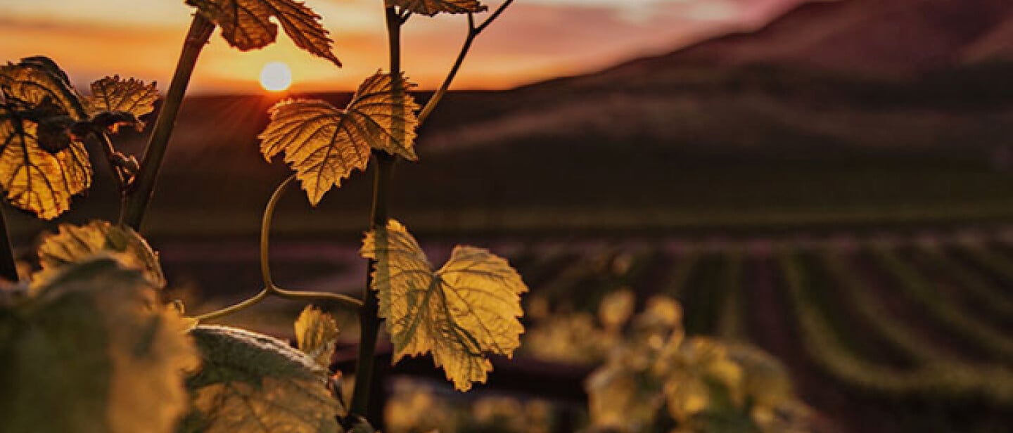 Vines at sunset